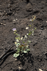 Sidalcea hickmanii parishii