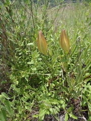 Pachycarpus schinzianus