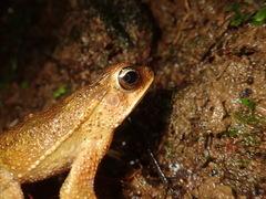 Incilius aucoinae