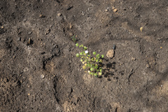 Sidalcea hickmanii parishii