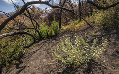 Sidalcea hickmanii parishii