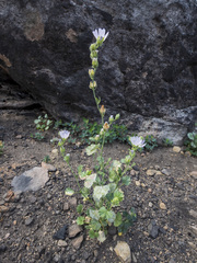 Sidalcea hickmanii parishii