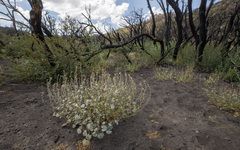 Sidalcea hickmanii parishii