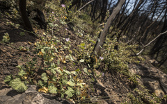 Sidalcea hickmanii parishii