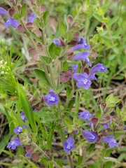 Scutellaria drummondii