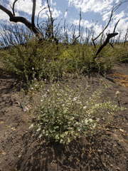 Sidalcea hickmanii parishii