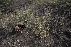 Sidalcea hickmanii parishii