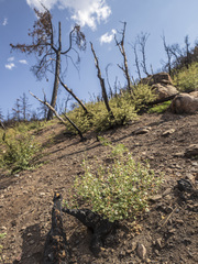 Sidalcea hickmanii parishii