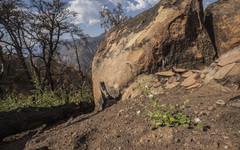 Sidalcea hickmanii parishii