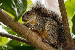 Sciurus aureogaster