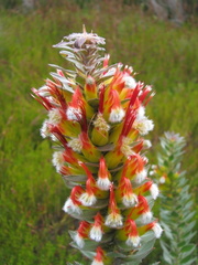 Mimetes hirtus