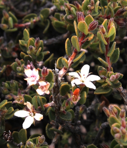 Anysberg Buchu (Agathosma sp27)