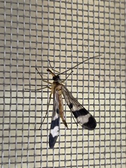 Panorpa japonica