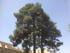 Pinus brutia eldarica