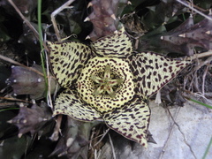 Orbea variegata