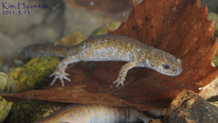Hynobius quelpaertensis