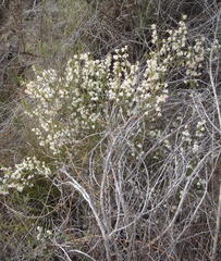 Erica fimbriata