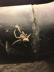 Larinioides sclopetarius