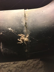 Larinioides sclopetarius