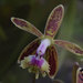Epidendrum cristatum - Photo (c) eneaschr，保留部份權利CC BY-NC