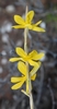 Moraea lewisiae lewisiae - Photo (c) Marion Maclean, algunos derechos reservados (CC BY-NC), subido por Marion Maclean