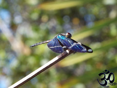 Zenithoptera lanei