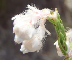 Erica fimbriata