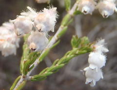 Erica fimbriata