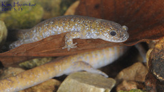 Hynobius quelpaertensis