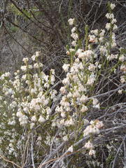 Erica fimbriata
