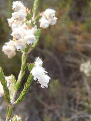 Erica fimbriata