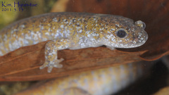 Hynobius quelpaertensis