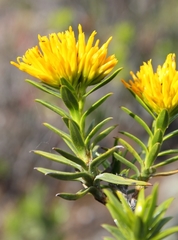 Pteronia fasciculata