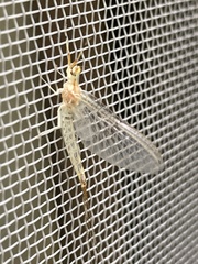 Ephemera orientalis