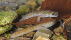 Hynobius quelpaertensis