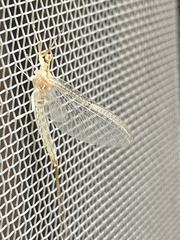 Ephemera orientalis