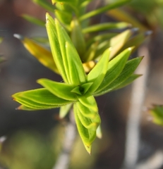 Pteronia fasciculata