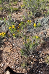 Pteronia fasciculata