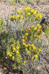 Pteronia fasciculata