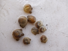 Molgula manhattensis