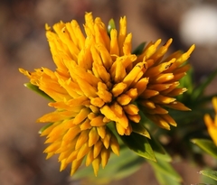 Pteronia fasciculata