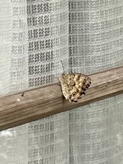 Neope goschkevitschii