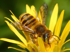 Megachile fortis