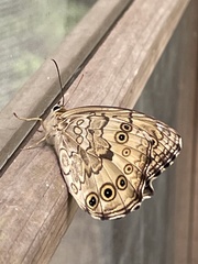 Neope goschkevitschii