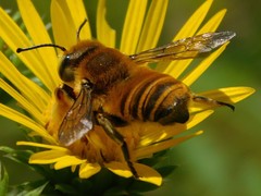 Megachile fortis