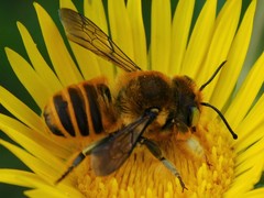 Megachile fortis
