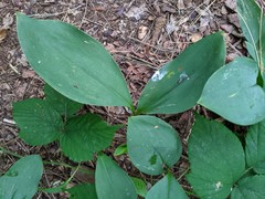 Convallaria majalis
