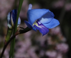 Disa graminifolia