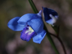 Disa graminifolia