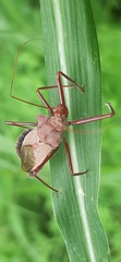 Montina testacea